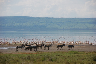 Zebras am Lake Nakuru