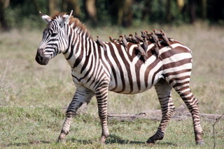 Zebra mit Madenhackern