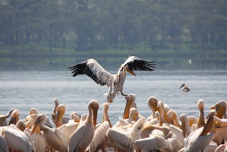 Pelikane im Lake Nakuru National Park