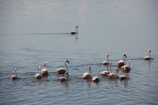 Greater Flamingos auf dem Nakuru See