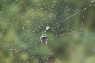 Spinne bei Cape Vidal