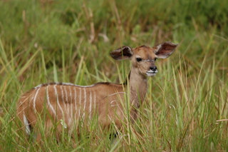 Kudu Bambi