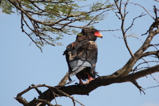 Bateleur Eagle Serengeti