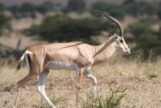 Grants Gazelle Serengeti