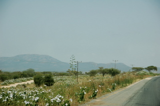 Bltenmeer an der Namanga Road