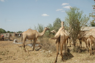 Kamele nahe Amboseli