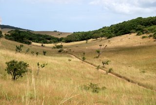 Landschaft im Maputo Elephant Reserve