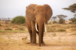 Elefantenbulle im Amboseli National Park