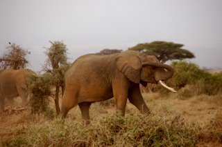 Amboseli Elefant