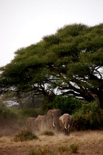 Elefantenherde unterwegs im Amboseli