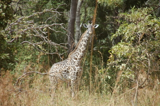 Giraffe im Katavi National park