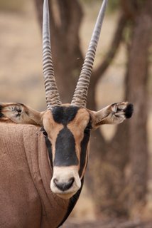 Beisa Oryx im Tsavo East National Park