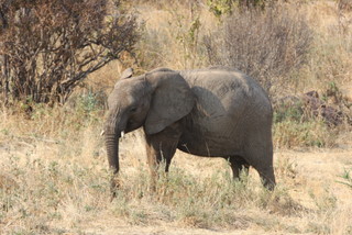 Junger Elefant im Ruaha National Park