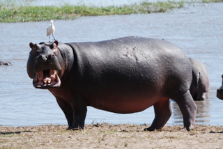 Hippo am Lake im Katavi National Park