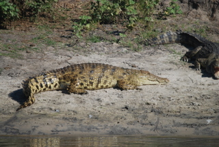 Crocodile im Ikuu River