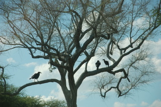 Hornbills im Baum