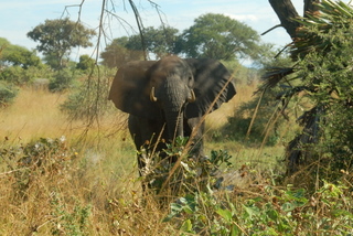Elefantenbulle im Katavi