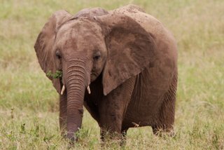 Elefant im Tsavo West National Park 