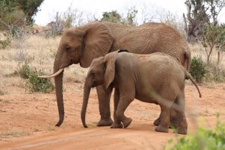 Elefanten im Tsavo West National Park 