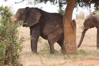 Rote Tsavo Elefanten 