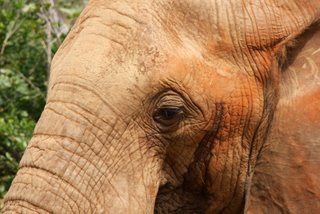 Elle in Red - der typische Tsavo Elefant