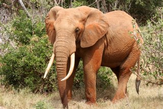 Imposanter Elefantenbulle im Tsavo West National Park 