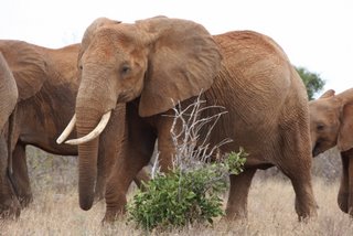 Rote Elefanten im Tsavo West National Park 