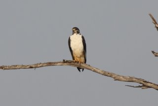 Raubvogel im Tsavo