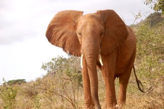 Roter Elefant im Tsavo