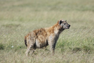 Hynen in der Maasai Mara