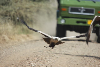 Twany Eagle am Ndabaka Gate