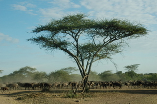 Gnu Migration Serengeti