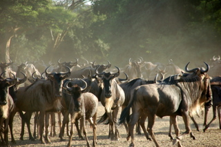 Wildebeest Migration in der Maasai mara