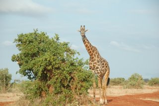 Giraffe - seltener zu sehen im Tsavo