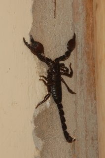 Skorpion im Ndololo Camp Tsavo West