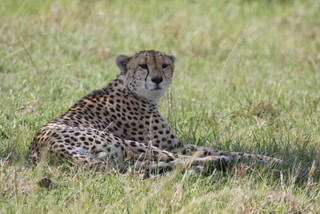 Cheetah Mnchen