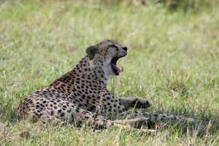 Cheetah Mnnchen