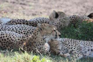 Cheetahfamilie