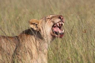 Lwin in der Maasai Mara