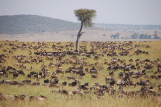 Die Wildebeest Migration erreicht die Maasai Mara