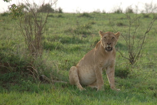 Lwin in der Maasai Mara
