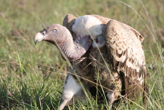 White backed Vulture