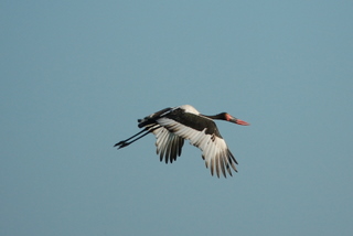 Sattelstorch - Saddle Billed Stork