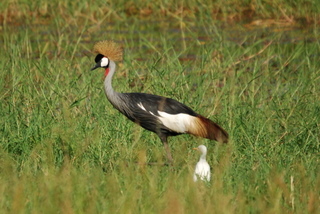 Crowned Crane - Kornenkranich