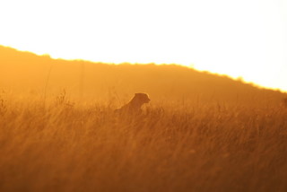Cheetah im Sonnenuntergang in der Serengeti