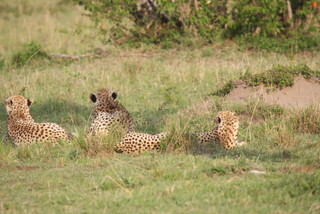 Die drei Cheetah Brder beim relaxen