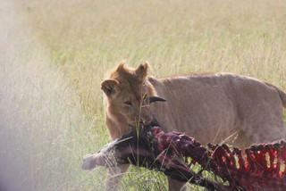 Junger Lwe mit seiner Beute in der Mara