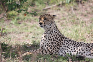 Aufmerksame Cheetah