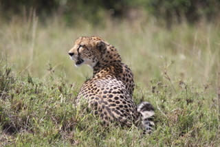 Cheetah in der Mara