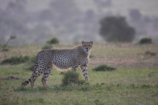 Cheetah bei der Jagd nahe Talek